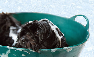 Pampering Your Pup with DIY Grooming Tips